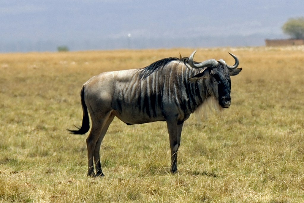 Kenia (203).jpg